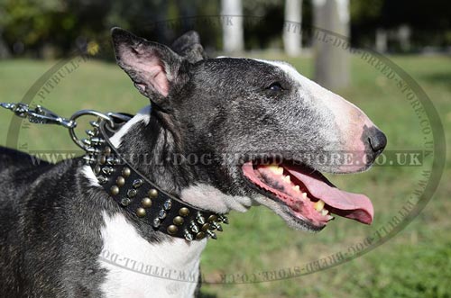 Bling Dog Collars, NEW Design for English Bull Terriers