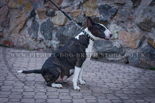 Elegant Bull Terrier Collar with Round Silver Studs