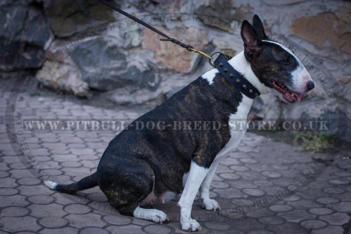 Studded Dog Collar of Simple Gorgeousness for Bull Terrier