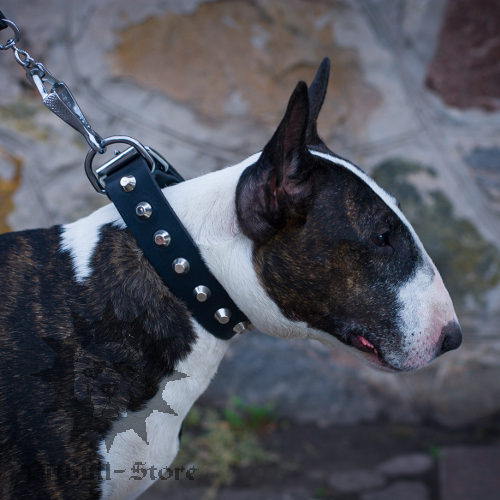 Studded Bull Terrier Collar for Walks in Style