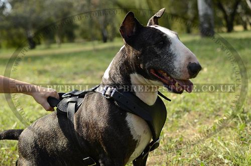 Bull Terrier Harness for Attack, Agitation, Soft Padded