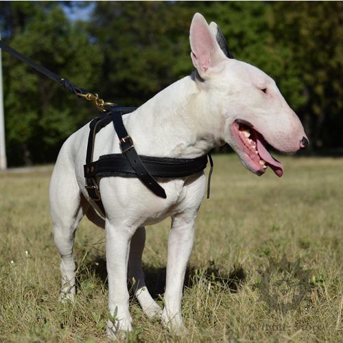 Bestseller! Bull Terrier Harness for Walking and Pulling