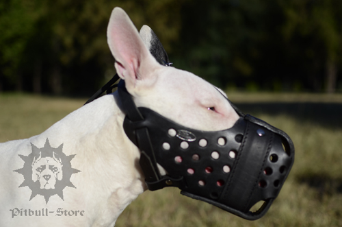 Dondi Plus Leather Dog Muzzle for Bull Terrier