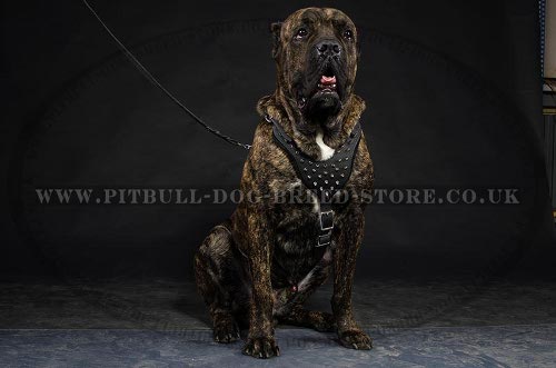 Cane Corso Dog Harness Leather with Spikes