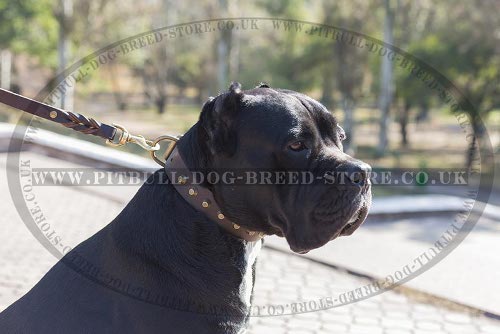 Cane Corso Leather Collar with Row of Brass Cones