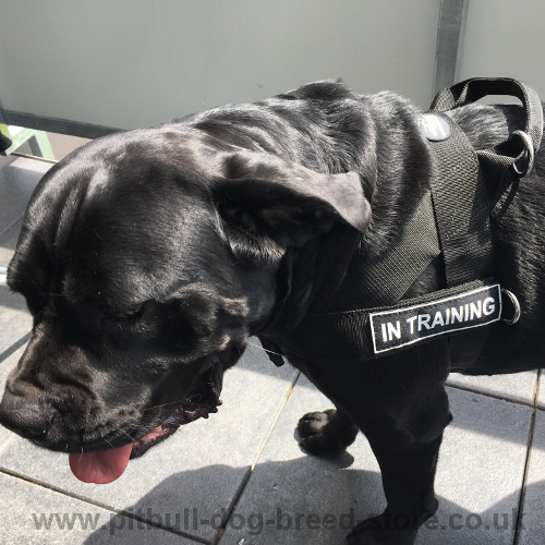 Cane Corso Harness of Nylon with ID Patches and No Pull Ring - Click Image to Close