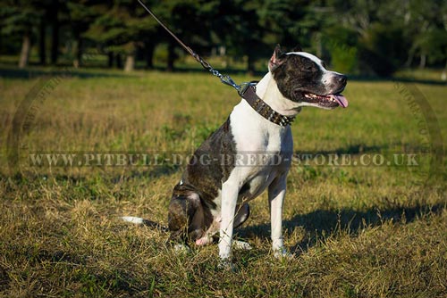 Cool Dog Collar with Pyramids and Cones for Pitbulls