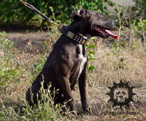 Designer Dog Collar with Different Adornments for Stafford