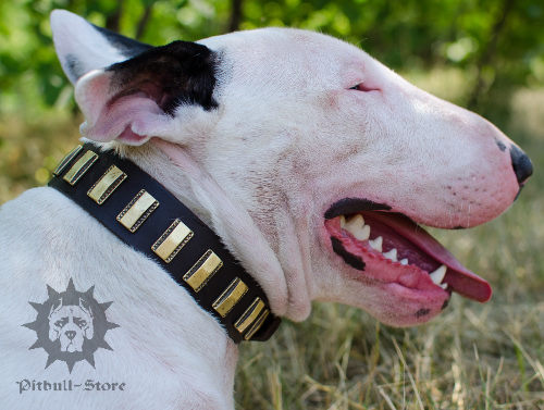 Designer Dog Collar of Leather for Bull Terrier, Custom Made