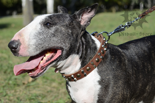 Studded Dog Collar for Bull Terrier with Pyramids and Studs