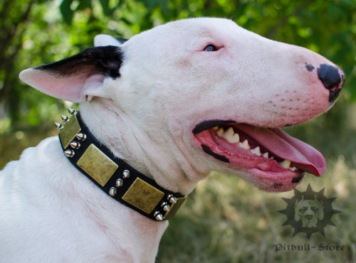 Dog Collar Leather for Bull Terrier with Brass Spikes and Plates