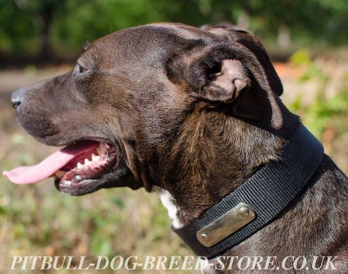 Dog Collar of Nylon with Name Plate for Pitbull, Personalized
