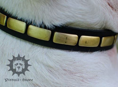 Dog Collar Necklace with Brass Plates for English Bull Terrier