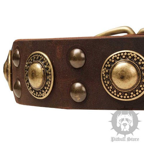 Dog Collar Trends with "Gold" Conchos and Studs for Amstaff