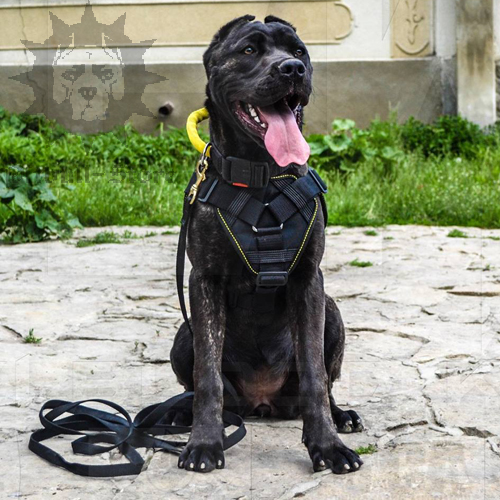 Dog Collar with Handle for American Bandogge