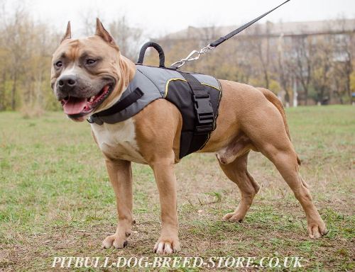 Bestseller! Vest Harness for Pitbull Support and Warming