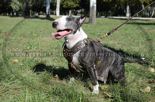 Designer Dog Harness of Gladiator Style for Bull Terrier