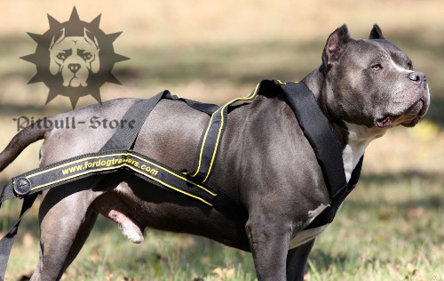 Weight Pulling Pit Bull Dog Harness, UK