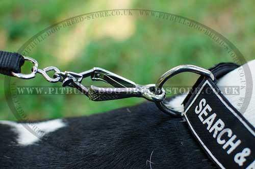 Amstaff Working Dog Collar with Patches