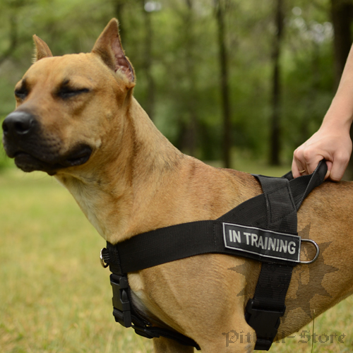 Bestseller! ID Dog Training Harness for Staffordshire