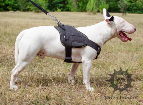 Dog Training Harness for Bull Terrier of Nylon with Padded Chest