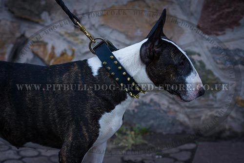 Funky Spiked Dog Collar for Bull Terrier