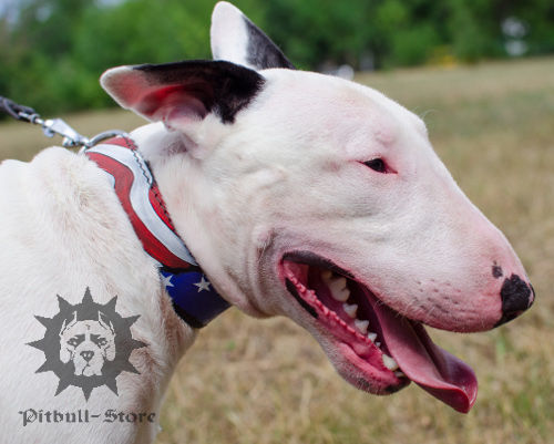 Exclusive Dog Collar, "American Pride" Painting for Bull Terrier