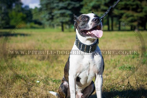 Glorious Extra Large Dog Collar for Pitbull