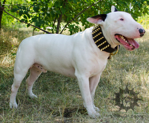 Extra Wide Leather Dog Collar for Bull Terrier with Brass Spikes
