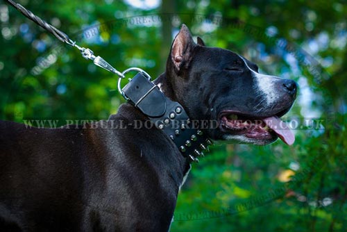Cool Extra Wide Dog Collar for Amstaff Activities