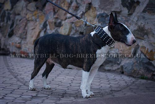 Extra Wide Dog Collar with Interchanging Spikes and Studs