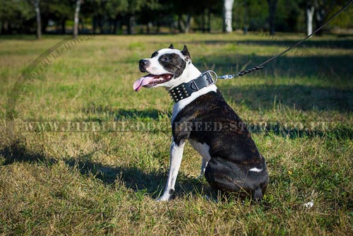 "Biker Style" Extra Wide Dog Collar for Pitbull Walks