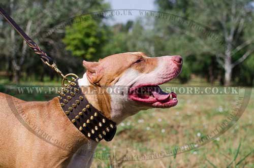 Extra Wide Leather Dog Collar with Brass Spikes for Pitbull