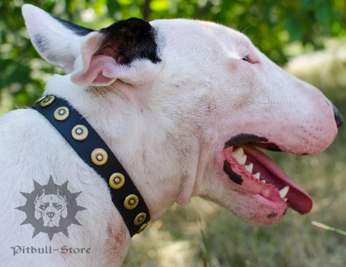 Customized Dog Collar with Round Studs for Bull Terrier