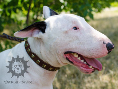 Bull Terrier Collar with Square Brass Studs, Fashionable Design