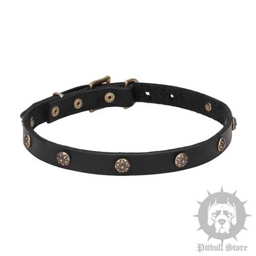 Fashionable Dog Collar for Pitbull & Staffordshire