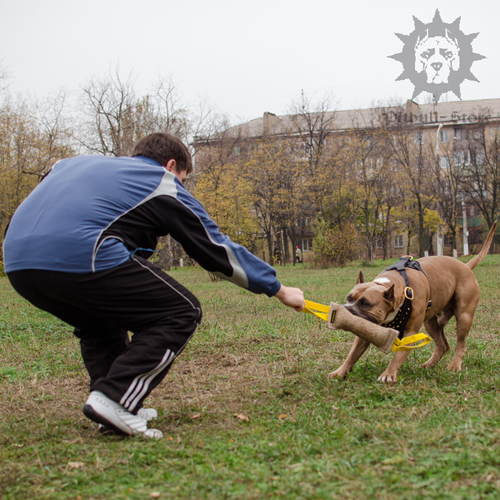 Jute Bite Tug for Grown-Up Amstaff