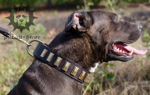 Funky Dog Collar with Brass Plates for Staffy