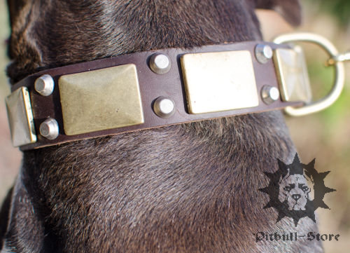 Wide Leather Dog Collar with Brass & Nickel Decorations