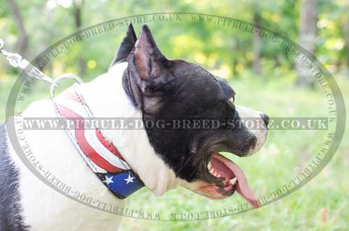 Handmade Dog Collar of USA Style for Amstaff, Unique Design