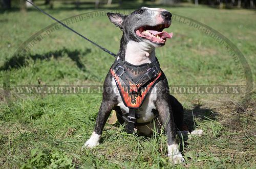 Handmade Dog Harness, Exclusive "Flame" Style for Bull Terrier