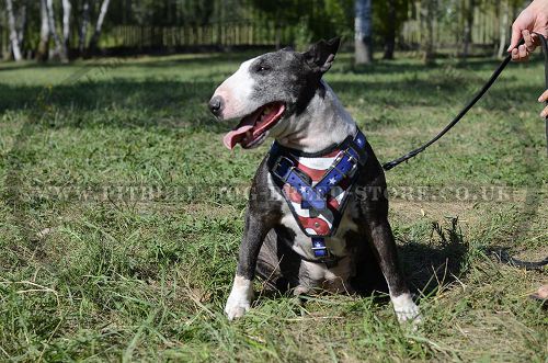 Handmade Dog Harness "American Pride" Style for Bull Terrier