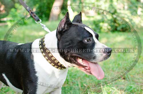 Handmade Leather Dog Collar with Brass Studs for Amstaff