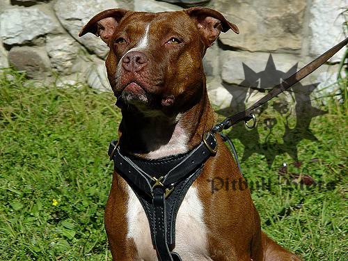 Perfect Pitbull Dog Walking Harness of Leather