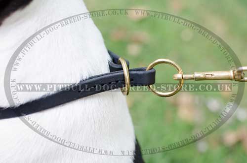 Leather Choke Dog Collar for Amstaff Obedience