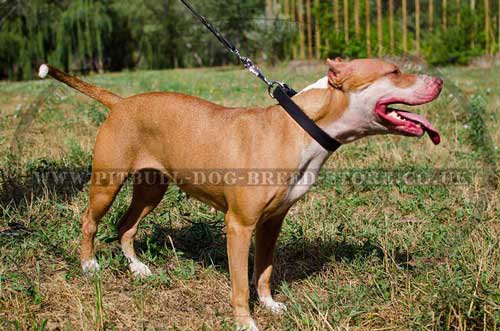 Leather Dog Collar Classic Design for Pitbull Training & Walking