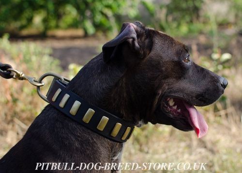 Trendy Dog Collar with Brass Plates for Pitbull and Amstaff