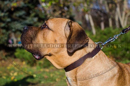 Dog Collar Hardware UK