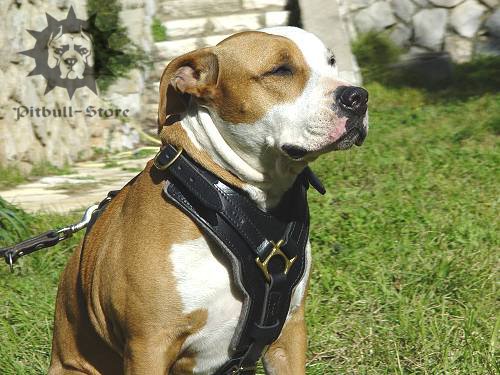 handmade leather dog harness for amstaff