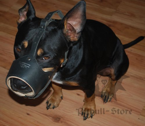 Staffordshire Bull Terrier Muzzle, Leather Nappa Padded